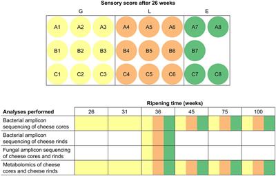 The rotation of primary starter culture mixtures results in batch-to-batch variations during Gouda cheese production